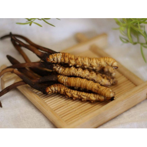 Bảo Quản Đông Trùng Hạ Thảo Như Thế Nào Để Được Lâu Dài Và Hiểu Quả